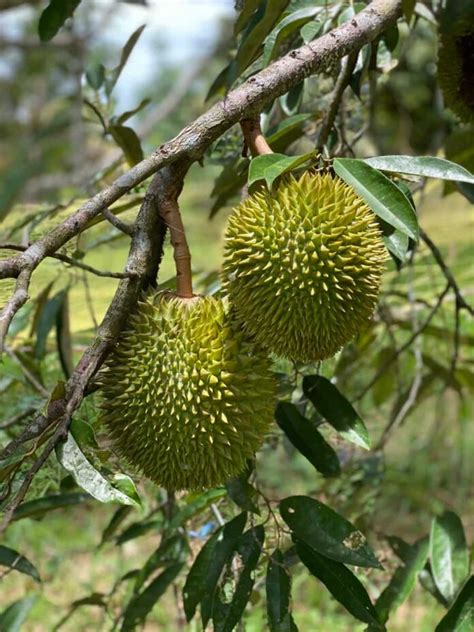 Durian Fruit Farming in the Philippines: A Profitable Business.